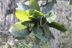 Quercus obtusata