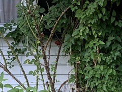 Cardinalis cardinalis