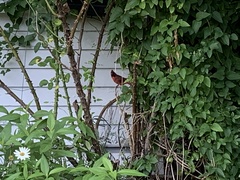 Cardinalis cardinalis