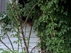 Cardinalis cardinalis