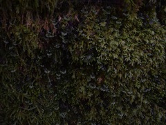 Hymenophyllum wilsonii