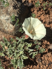 Calystegia collina oxyphylla