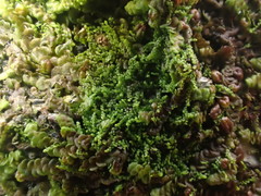 Microlejeunea ulicina