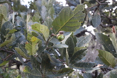 Quercus obtusata