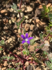 Githopsis specularioides