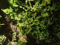 Microlejeunea ulicina