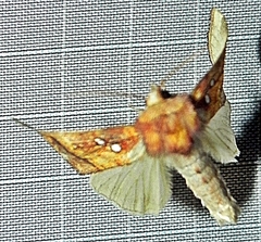 Papaipema leucostigma