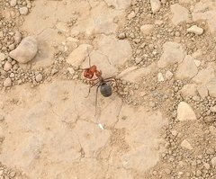 Myrmecocystus