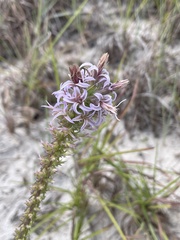 Liatris carrizana
