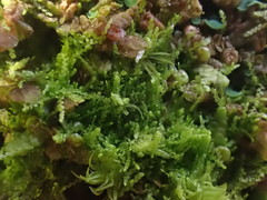 Microlejeunea ulicina