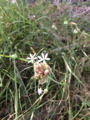 Allium canadense canadense