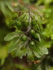 Hymenophyllum wilsonii