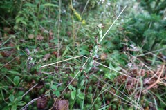 Spiranthes casei novaescotiae