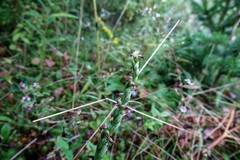 Spiranthes casei novaescotiae