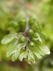 Hymenophyllum wilsonii