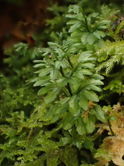Hymenophyllum wilsonii
