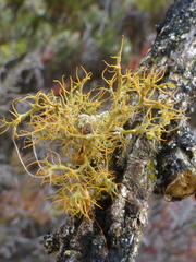 Teloschistes puber