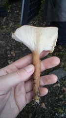 Rhodocollybia prolixa distorta