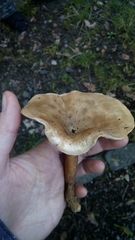 Rhodocollybia prolixa distorta