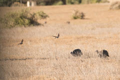 Hirundo dimidiata dimidiata