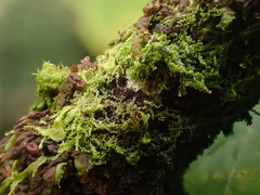 Microlejeunea ulicina