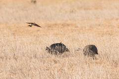 Hirundo dimidiata dimidiata