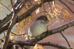 Passer domesticus