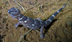 Chondrodactylus angulifer