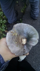 Russula azurea