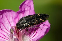 Acmaeodera knowltoni