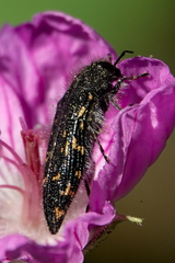 Acmaeodera knowltoni