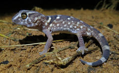Chondrodactylus angulifer