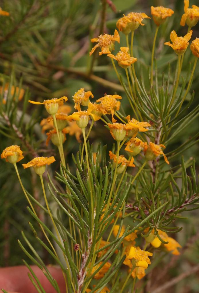 Euryops thunbergii