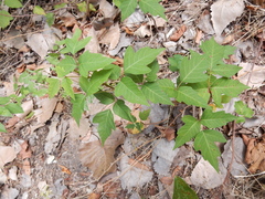 Toxicodendron radicans negundo
