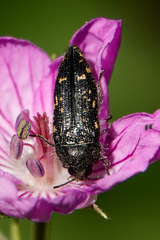 Acmaeodera knowltoni