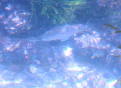 Diplodus capensis