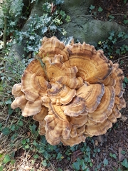 Meripilus giganteus
