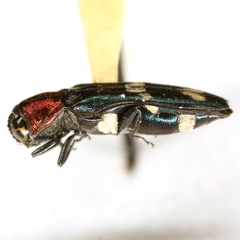 Agrilus toxotes