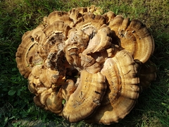 Meripilus giganteus