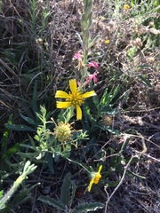 Amblyolepis setigera