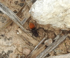 Pseudomethoca brazoria