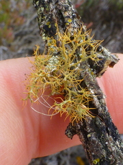 Teloschistes puber