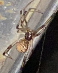 Latrodectus geometricus