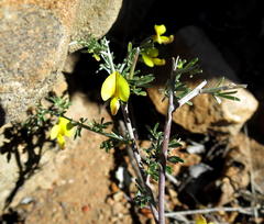 Lotononis dahlgrenii