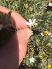 Minuartia