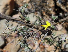 Lotononis dahlgrenii