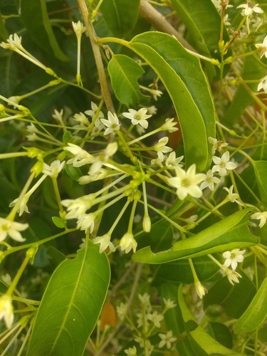 Cestrum abeggii