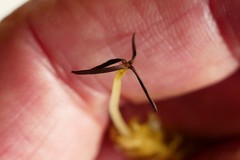 Schistochila nobilis