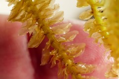 Schistochila nobilis
