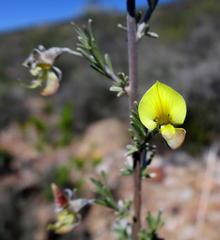 Lotononis dahlgrenii